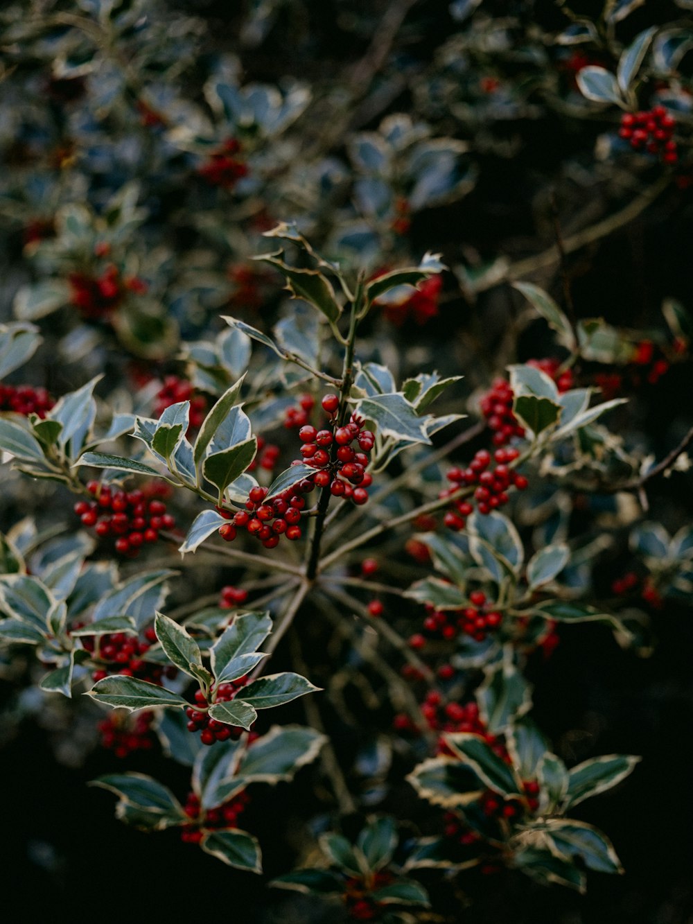 red and green plant during daytime