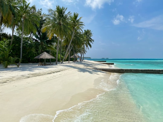 palm tree on beach shore during daytime in Alif Alif Atoll Maldives