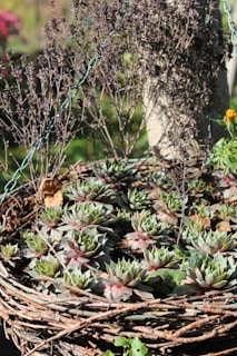 A beautifully woven rattan plant basket holding vibrant green plants.
