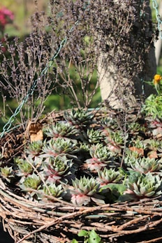 A beautifully woven rattan plant basket holding vibrant green plants.