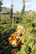A lush garden area filled with a variety of pumpkins and squash piled along a path. Tall, green plants with climbing vines surround the harvest. The backdrop features open fields and cloudy skies, creating a serene, rustic atmosphere.