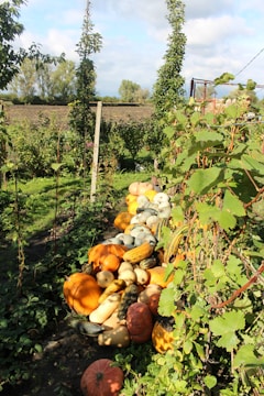 A lush garden area filled with a variety of pumpkins and squash piled along a path. Tall, green plants with climbing vines surround the harvest. The backdrop features open fields and cloudy skies, creating a serene, rustic atmosphere.