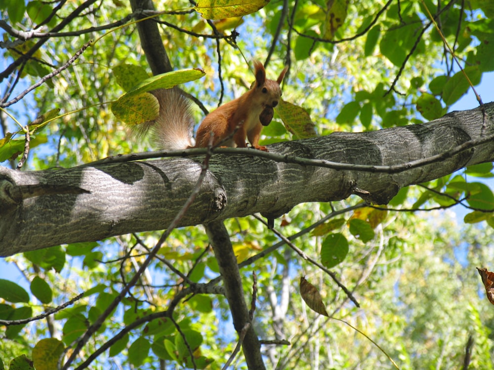 brown squirrel on tree branch during daytime