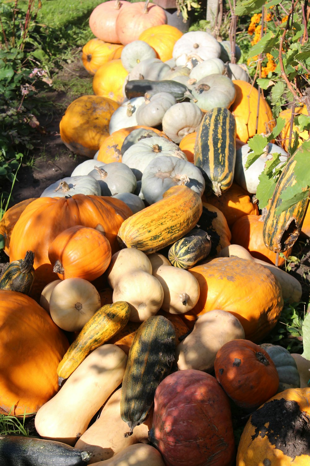 yellow and green pumpkin lot