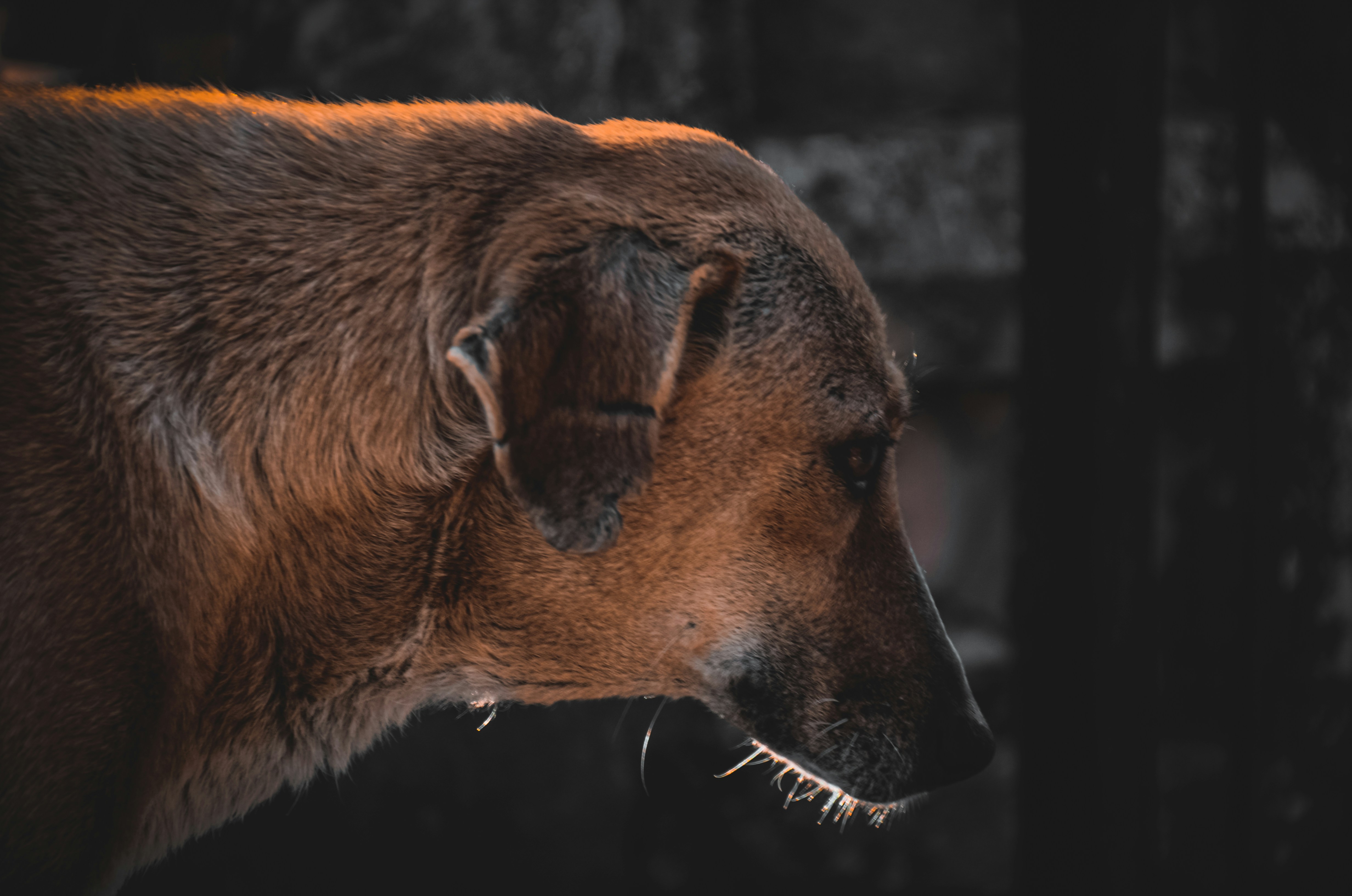 cão marrom de pelagem curta olhando para a câmera