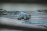 A worn-out stuffed teddy bear lies abandoned on a concrete surface, with a few scattered branches in the background. The scene is quiet and deserted, conveying a sense of neglect.