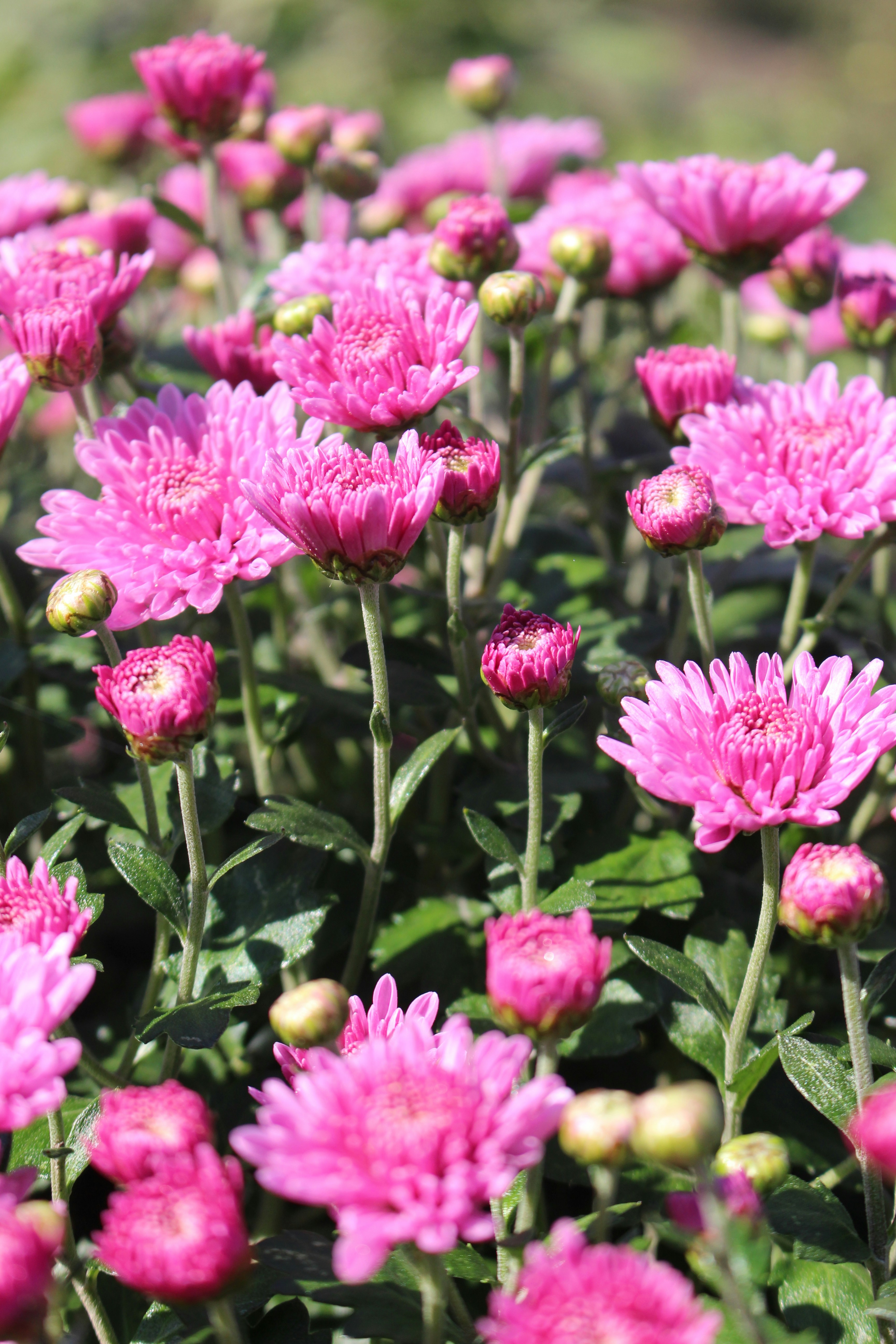 Photo by marjorylucabaxter