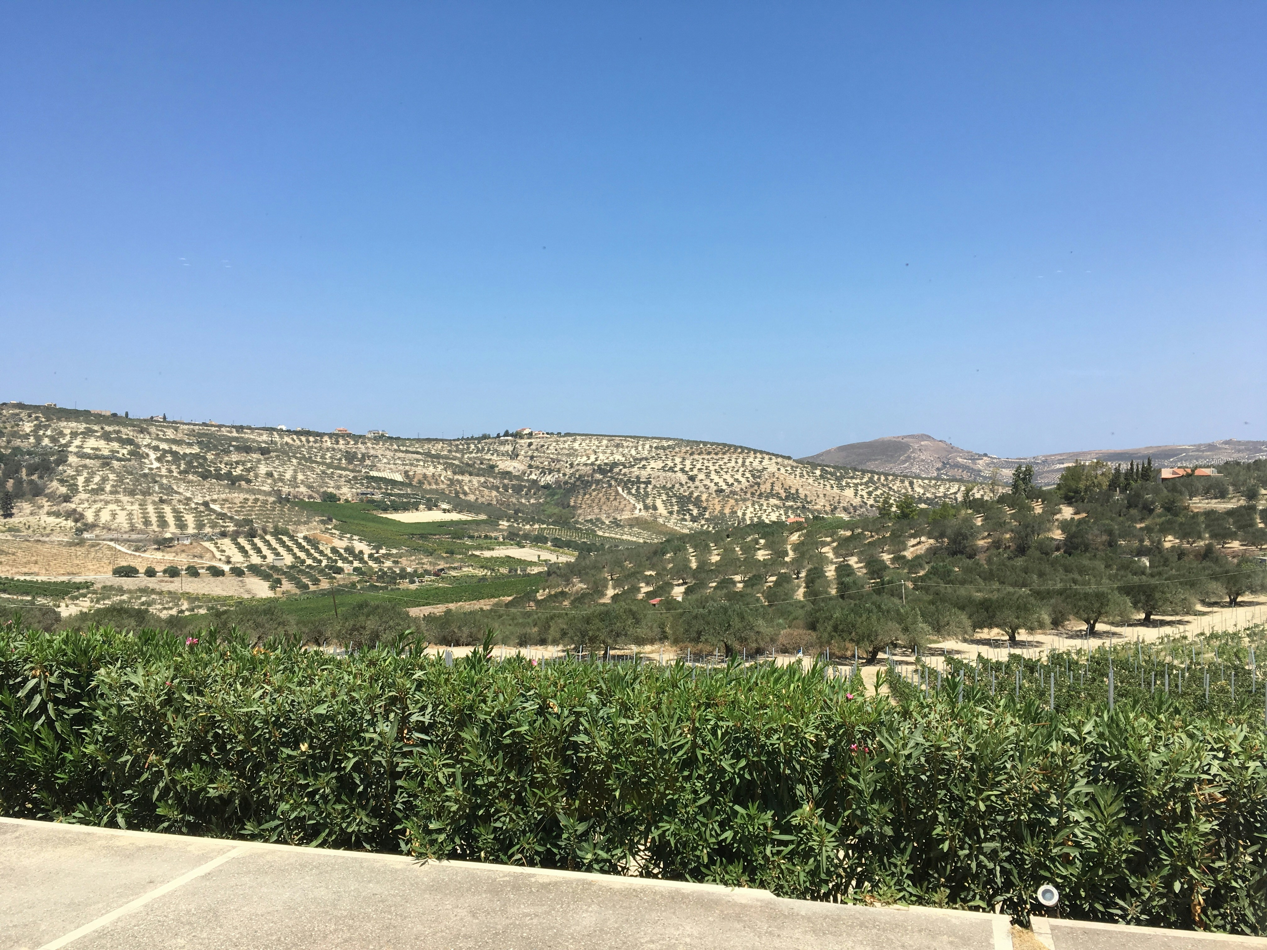green trees and plants under blue sky during daytime