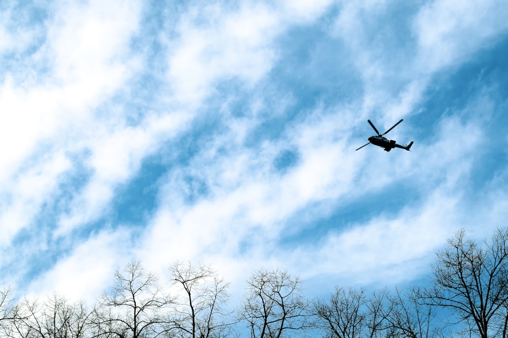 black bird flying over bare trees during daytime