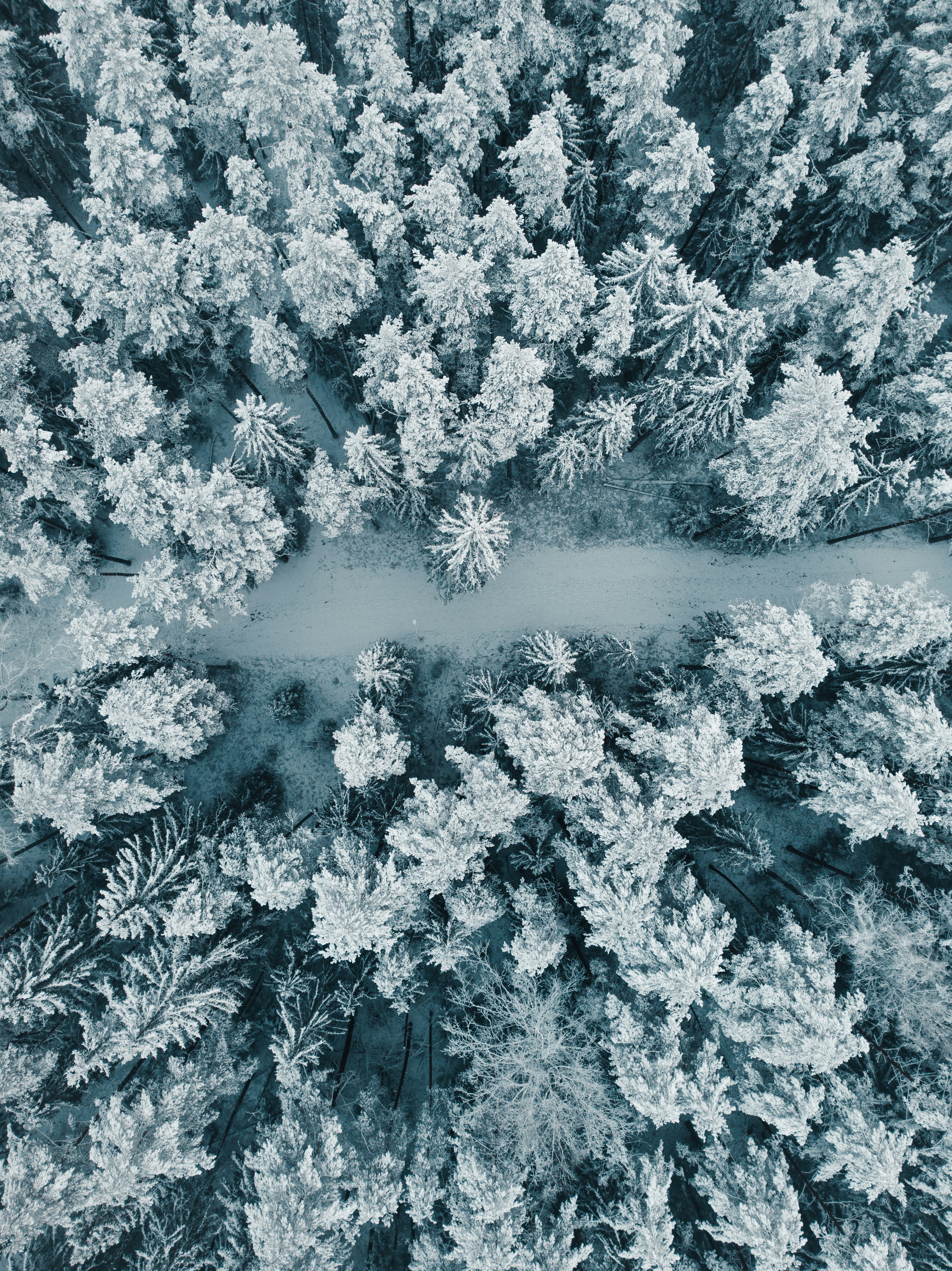 white and black trees covered with snow