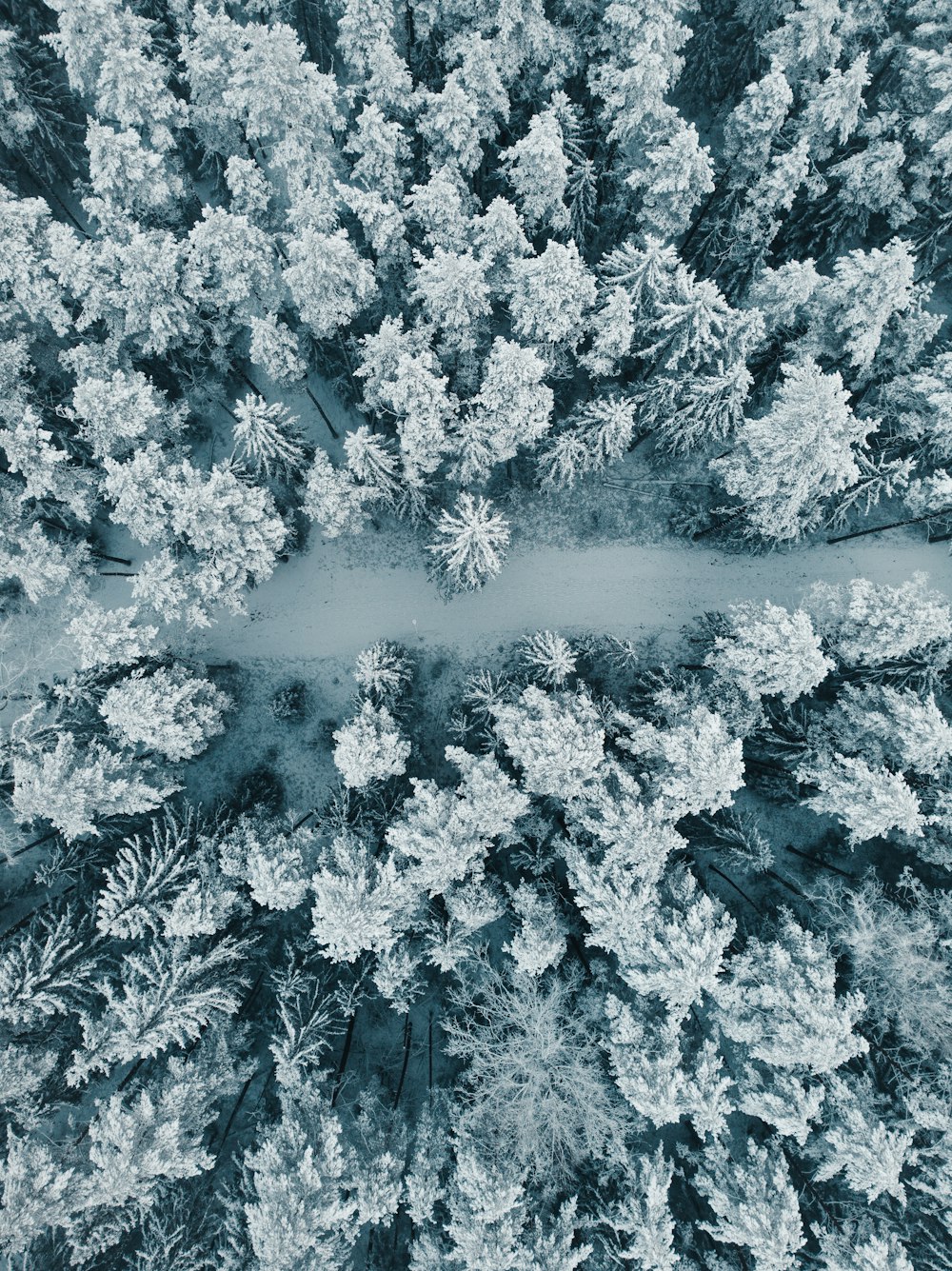 white and black trees covered with snow