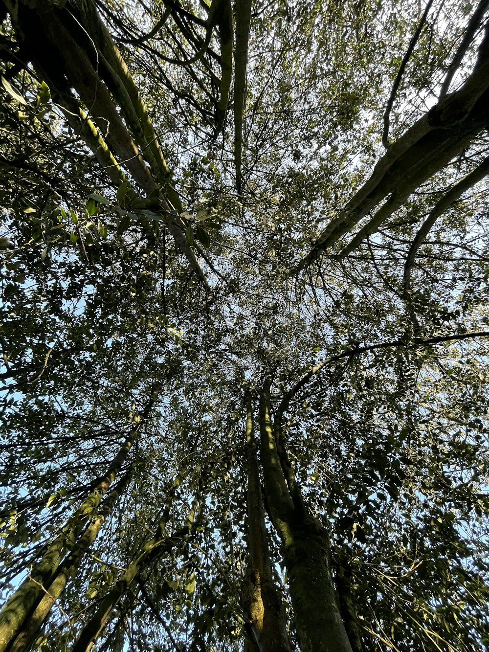 low angle photography of green leaf trees during daytime