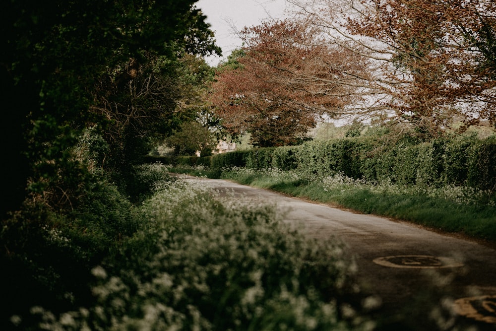 green grass and trees near road during daytime