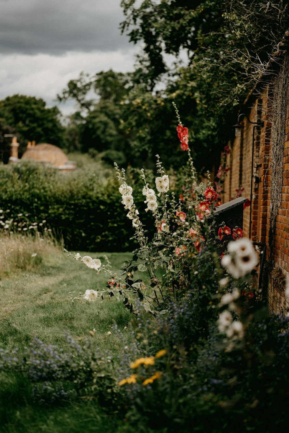 white flowers on green grass field during daytime