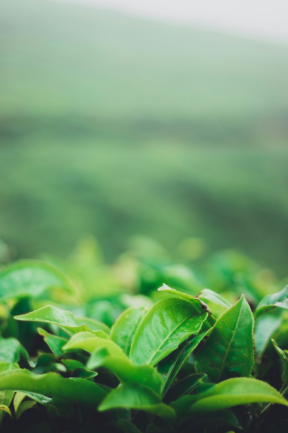 green leaves in tilt shift lens