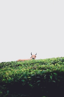 brown deer on green grass field during daytime