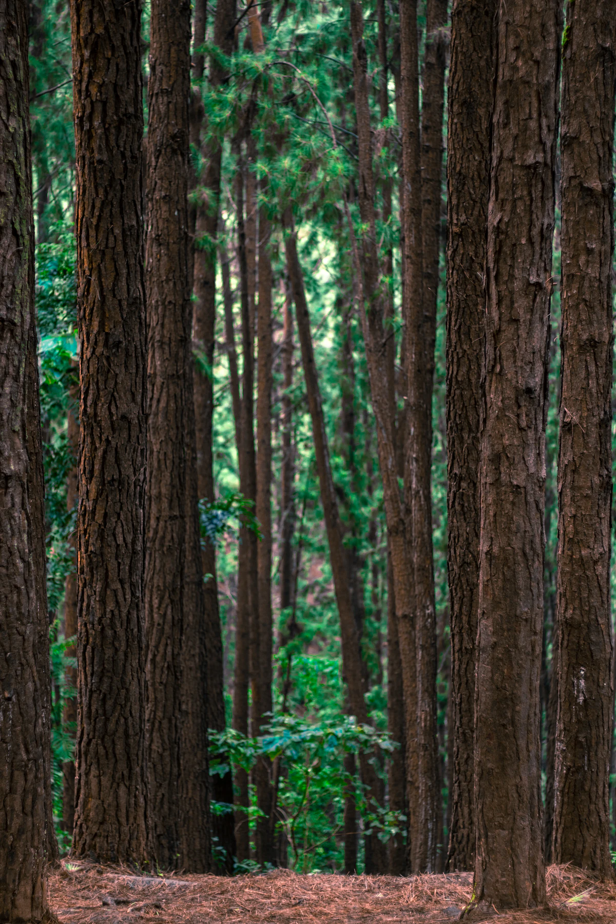 Vagamon — photo 2