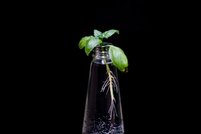 green leaf in clear glass bottle