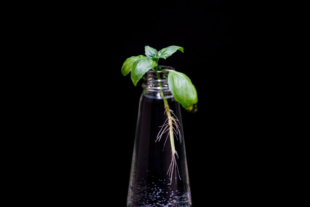 Hoja verde en botella de vidrio transparente