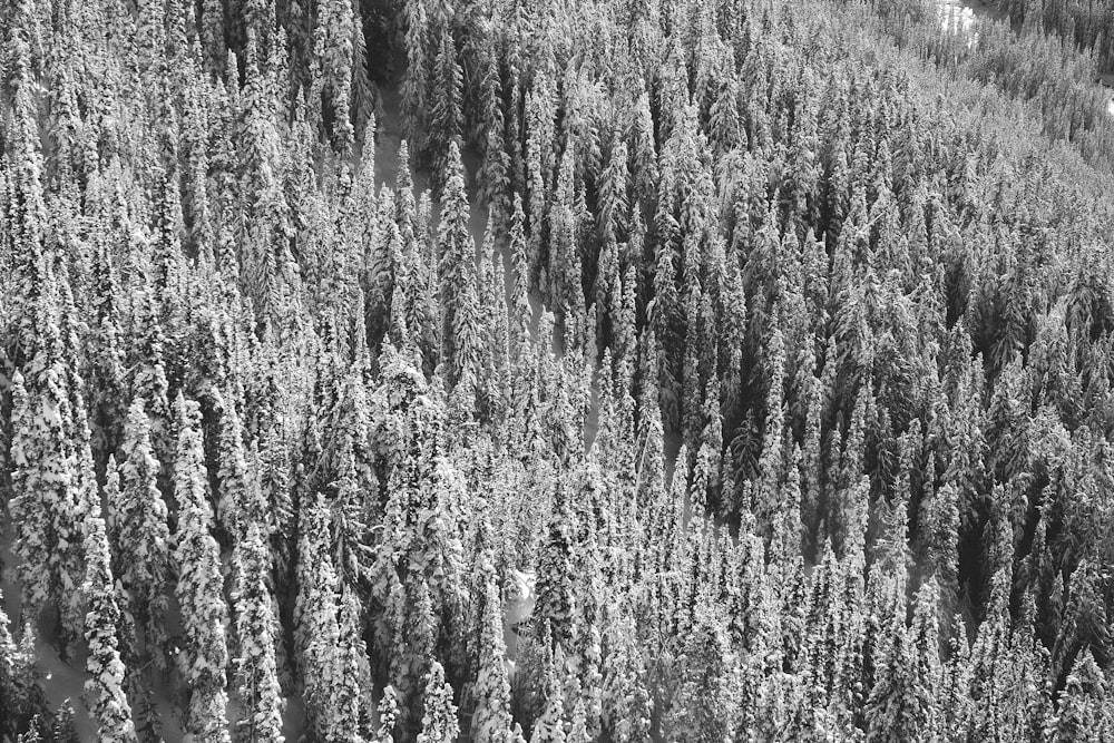 foto em tons de cinza de árvores cobertas de neve