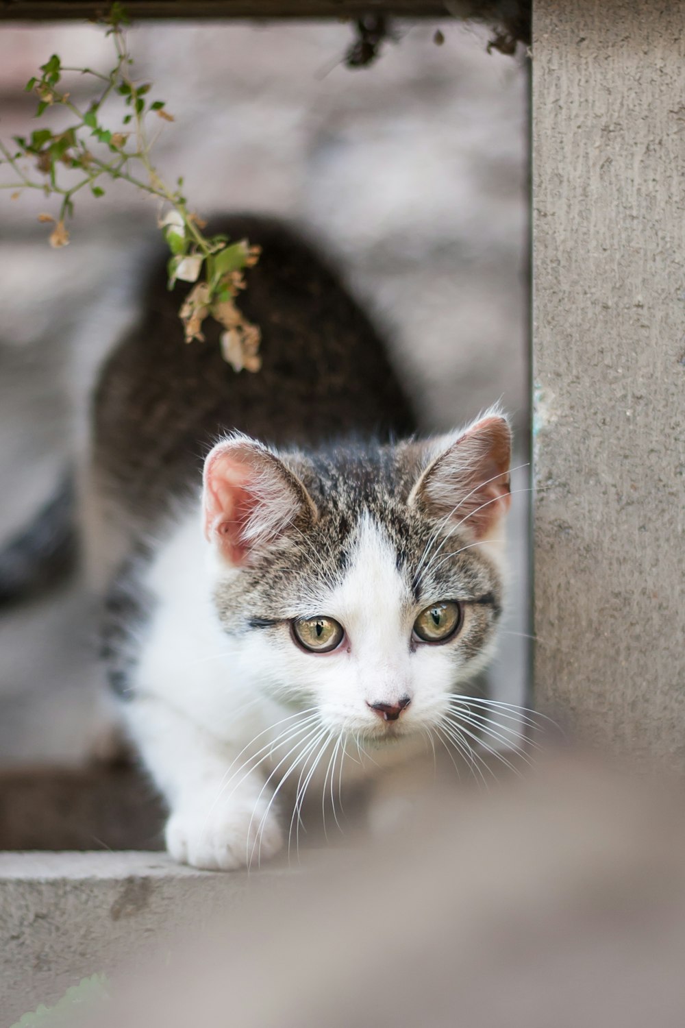 white and black cat beside green plant