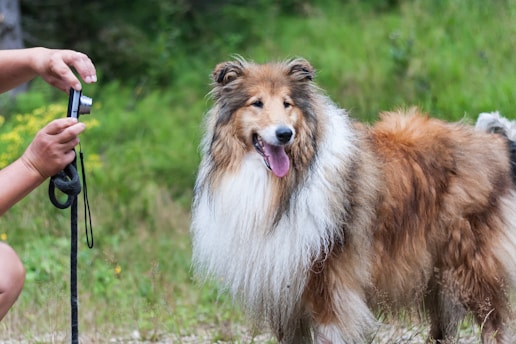 brown and white rough collie