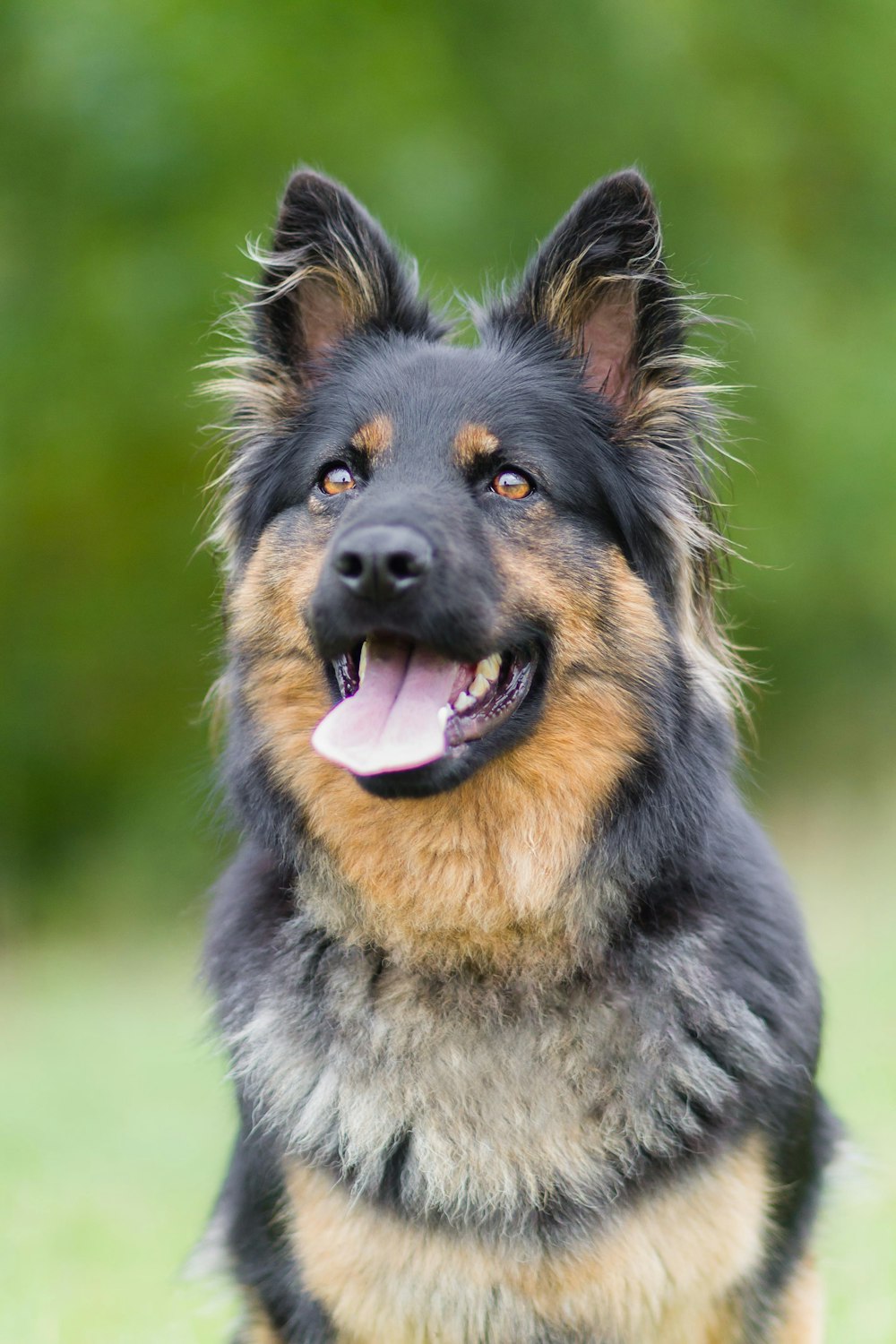 black and tan german shepherd