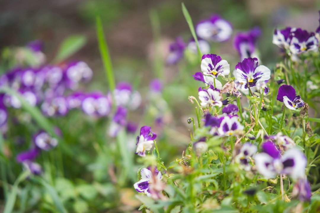 purple flowers in tilt shift lens