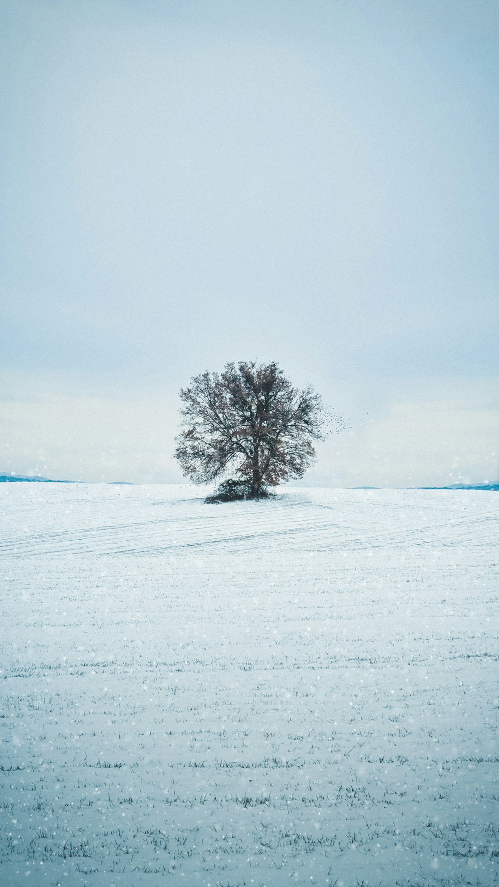 snow covered tree on snow covered ground during daytime