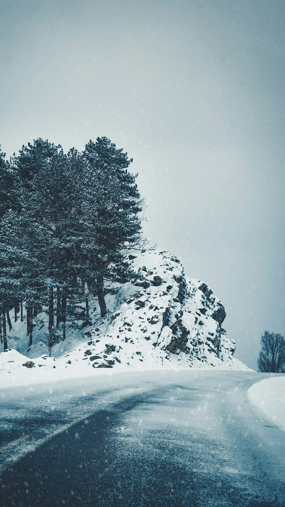 snow covered trees and mountain during daytime