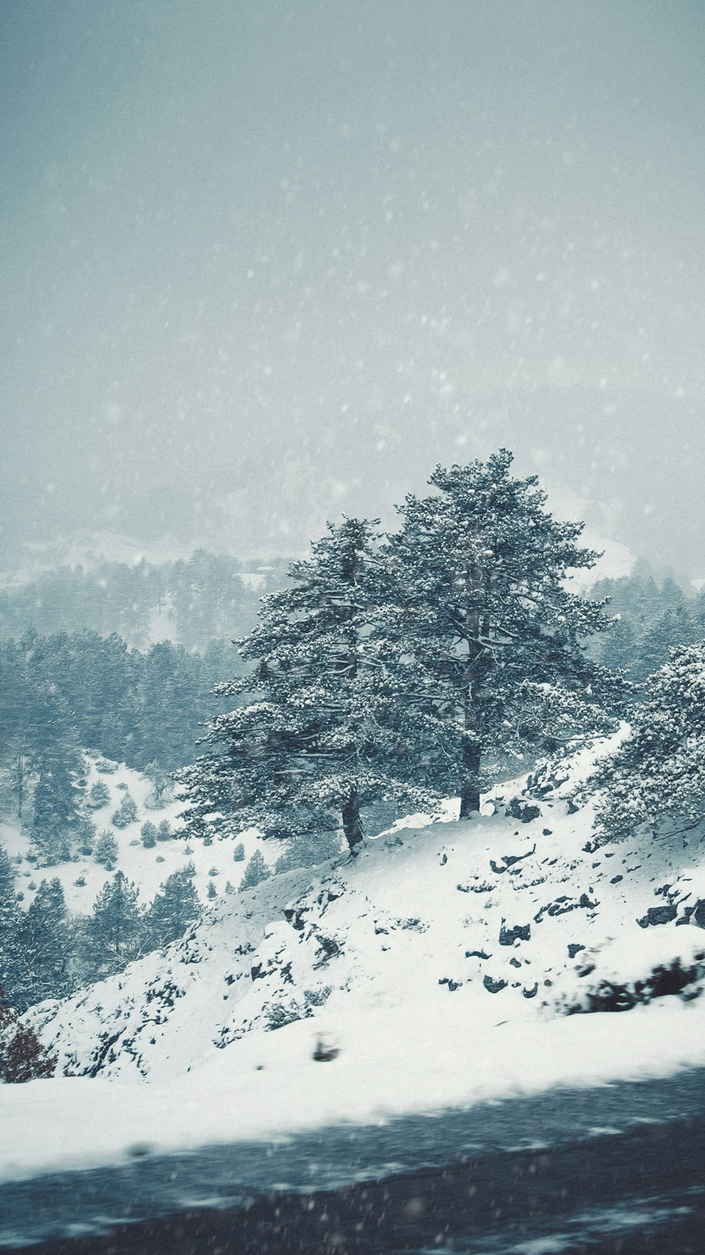 green trees covered with snow during daytime