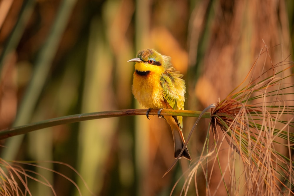 grüner und gelber Vogel tagsüber auf braunem Ast