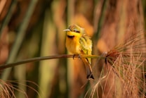 A vibrant, colorful bird perched on a slender branch surrounded by blurred background. The bird features bright yellow and green feathers with a distinctive black eye stripe. Its slender beak is slightly open, and the lush foliage in the background adds a natural, serene atmosphere.