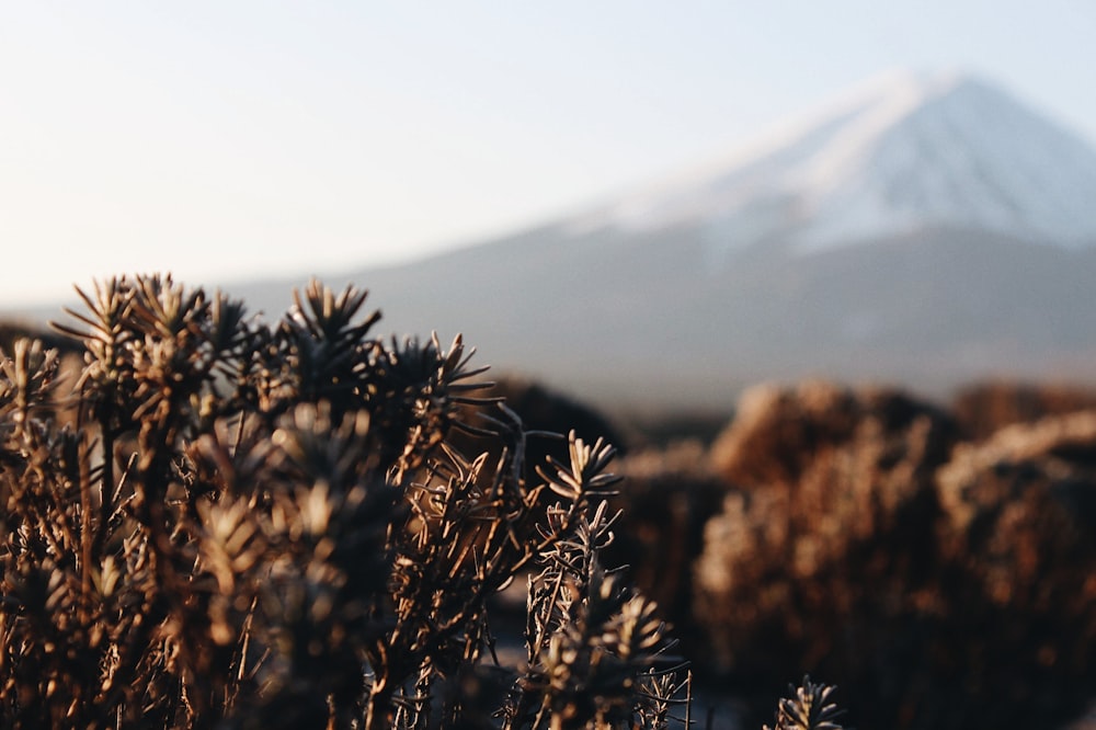 brown pine cone on brown grass field near snow covered mountain during daytime