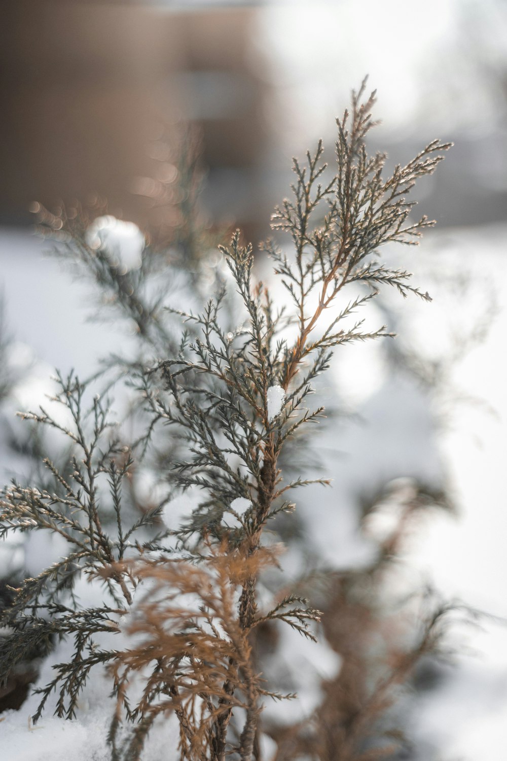 brown plant in tilt shift lens