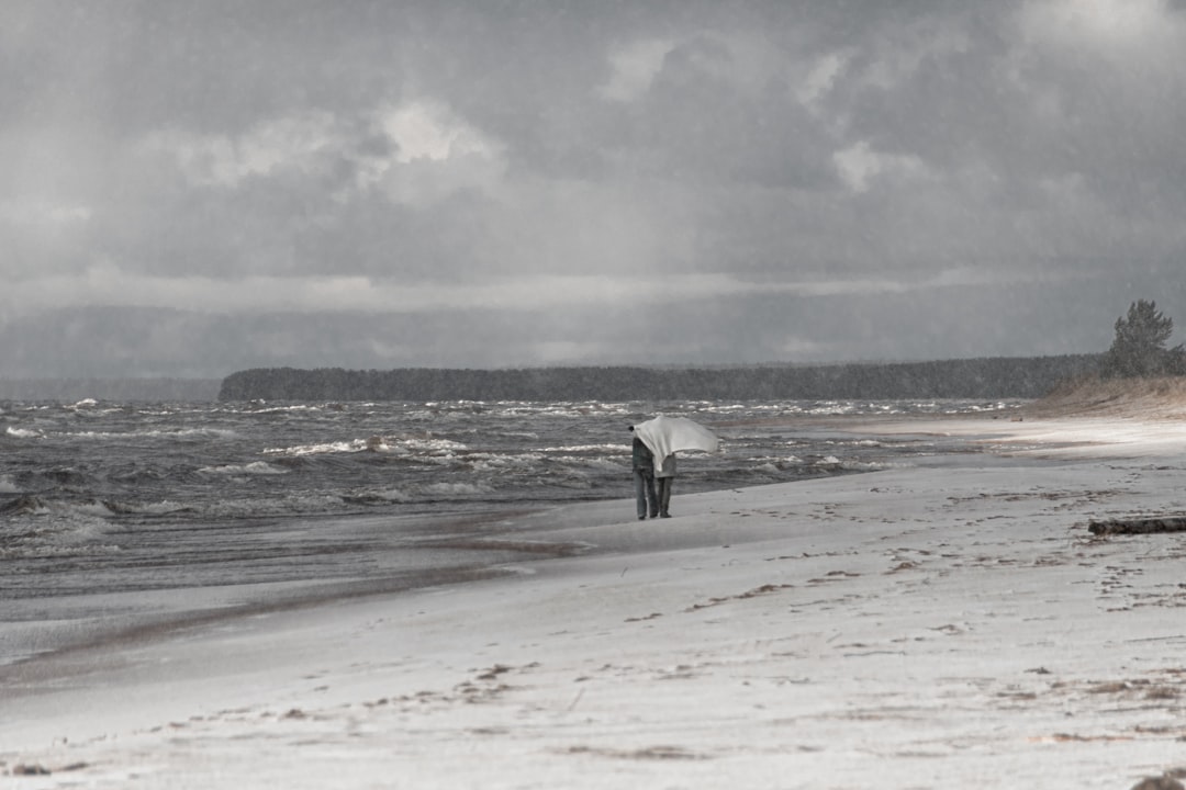 white and black horse on beach during daytime