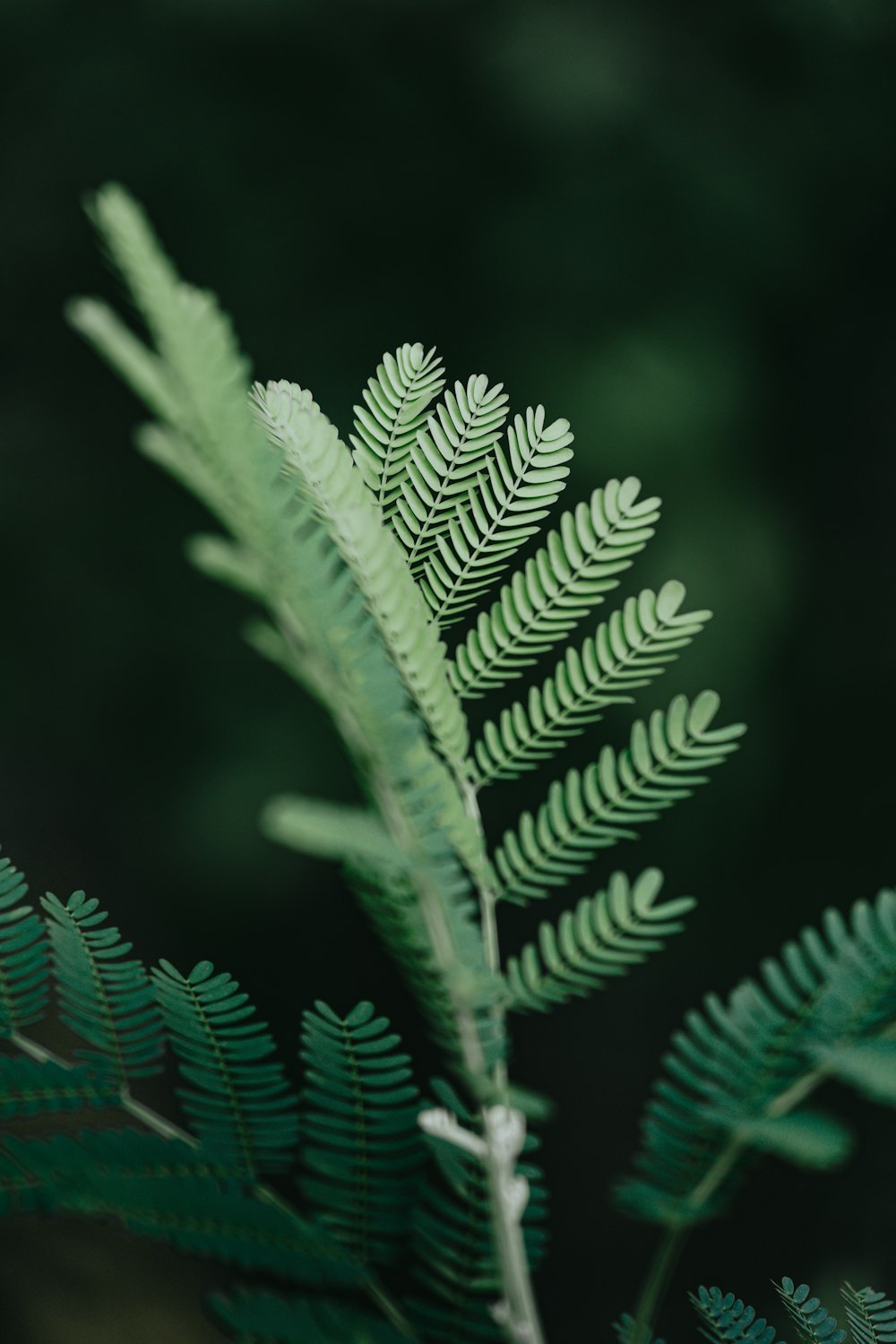 pianta verde in primo piano fotografia