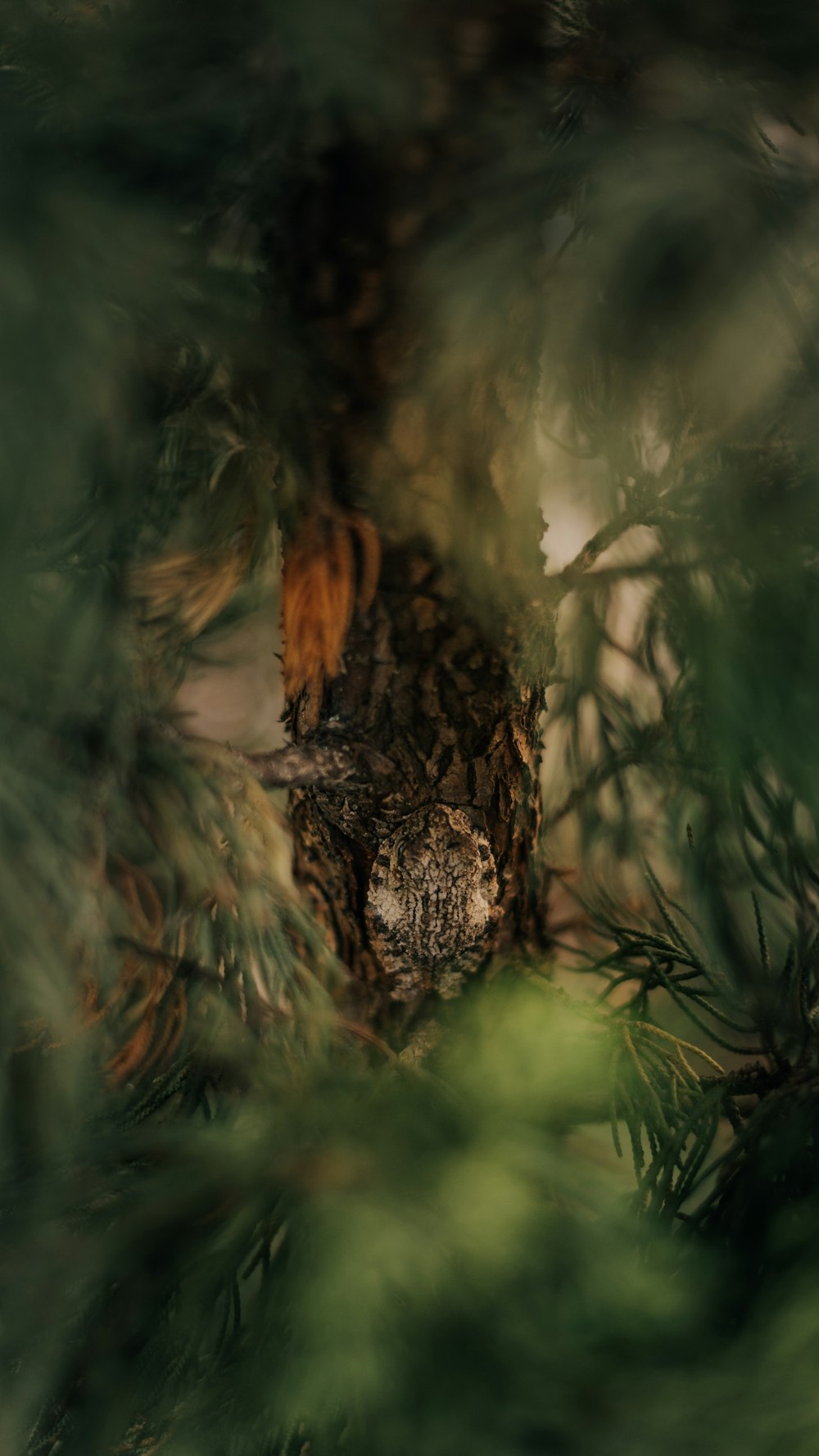 brown and black bird on brown nest