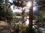 Morning sunlight filtering through pine trees onto a serene mountain lake.