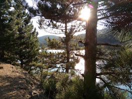 Sunlight filtering through pine branches onto a peaceful lakeside path at Sylvaluxe.