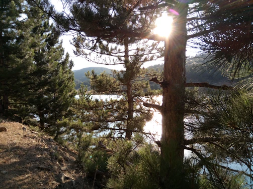 Golden hour light casting long shadows over a serene mountain lake surrounded by pine trees.