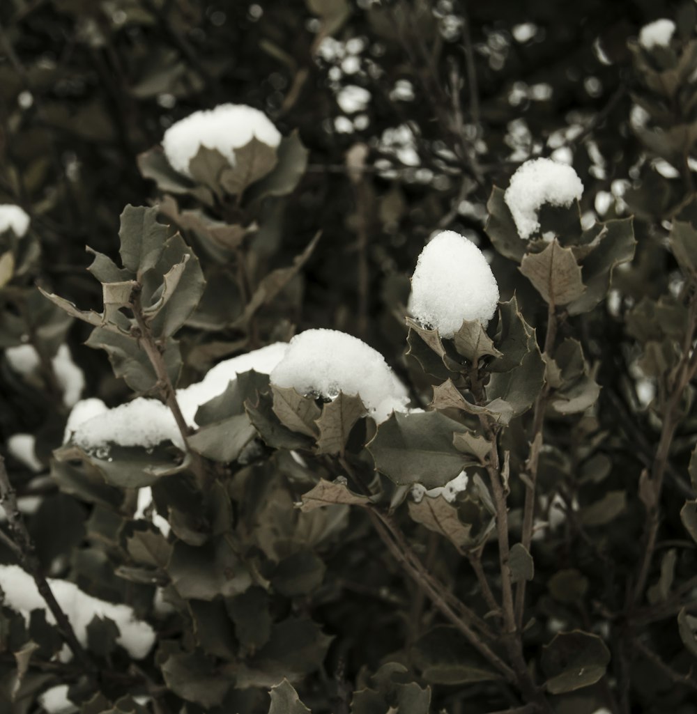 white flowers with green leaves