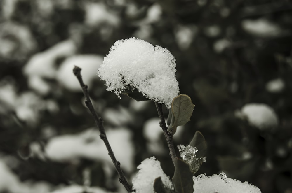 snow covered plant in tilt shift lens