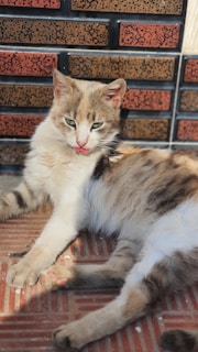 A cat with light brown, white, and black fur is lying down on a red and brown tiled surface. The background consists of a wall with a brick-like pattern in shades of brown and orange. The cat appears to be relaxed, with its eyes partially closed and tongue slightly sticking out.