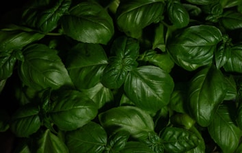 green basil leaves with water droplets