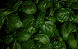 green leaves with water droplets