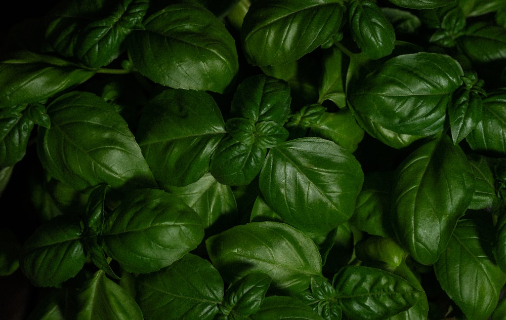 green leaves with water droplets