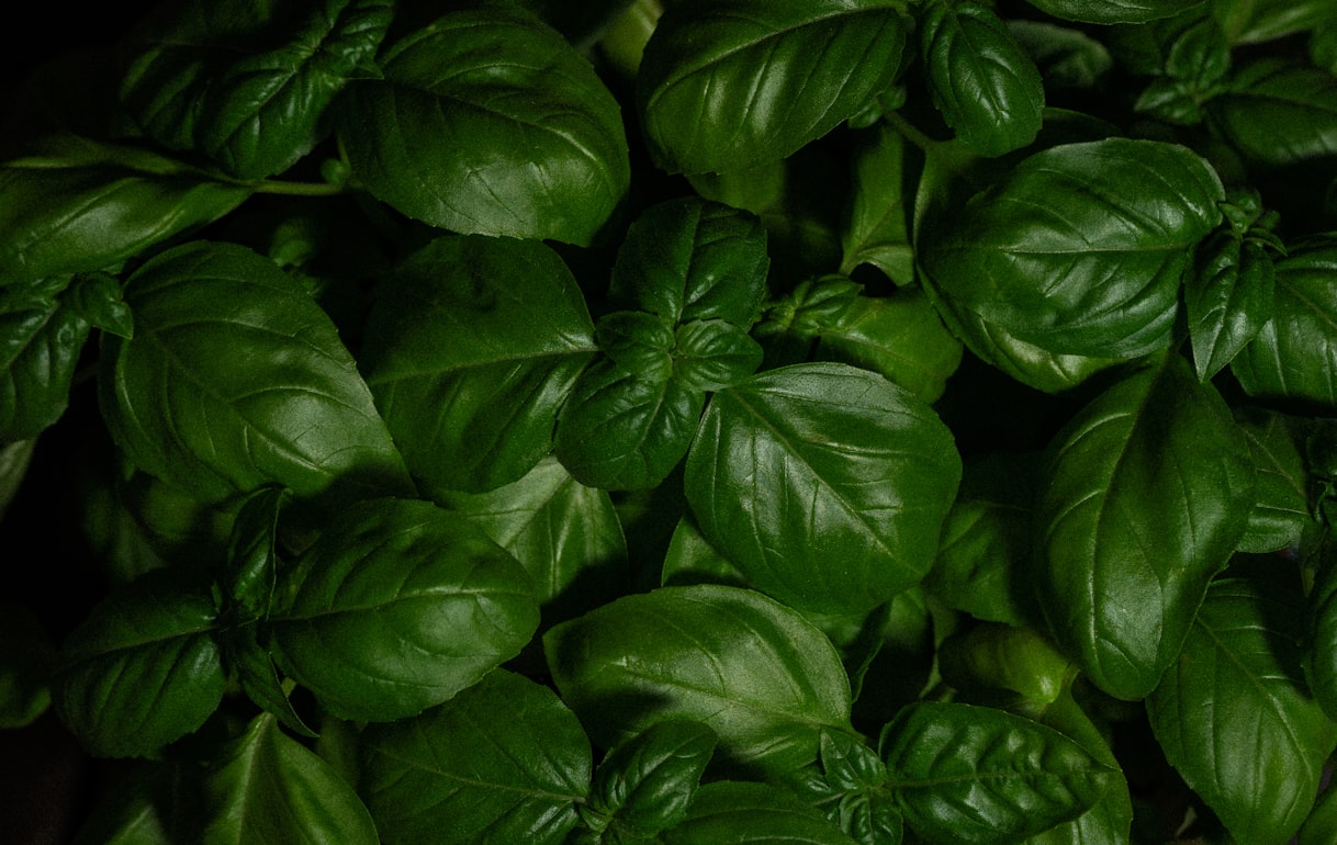 Genovese Basil