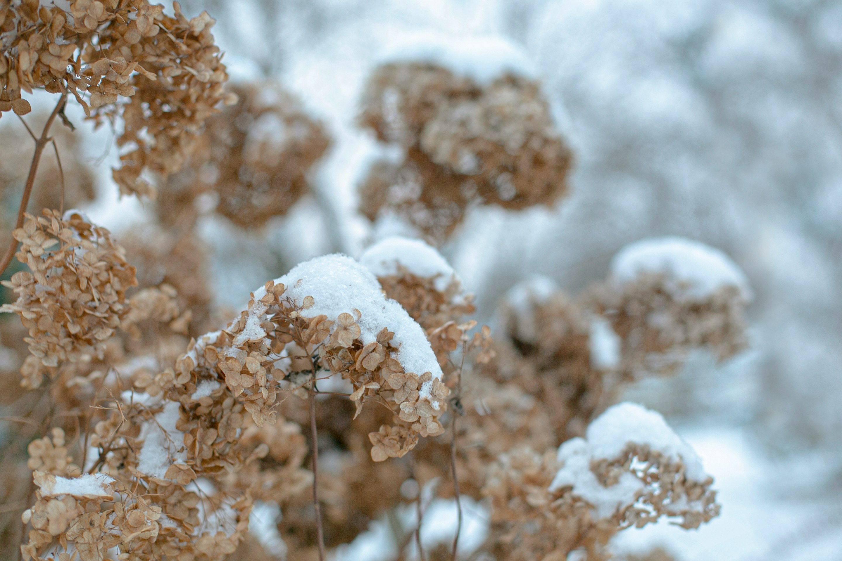 Winter hydrangea