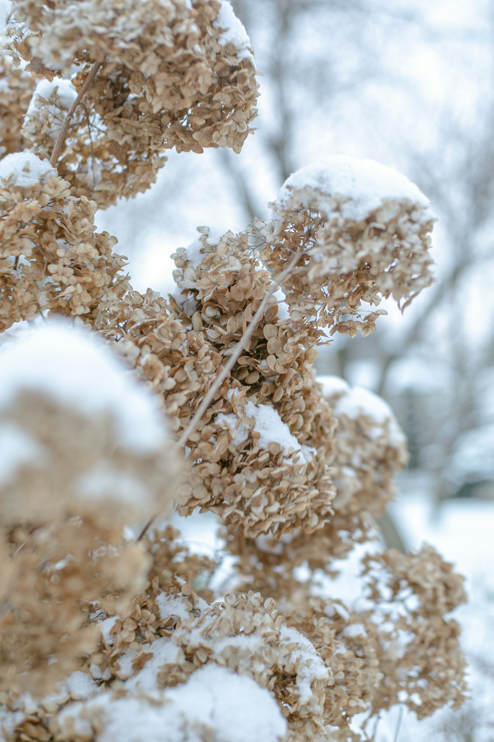 Planta marrón cubierta de nieve